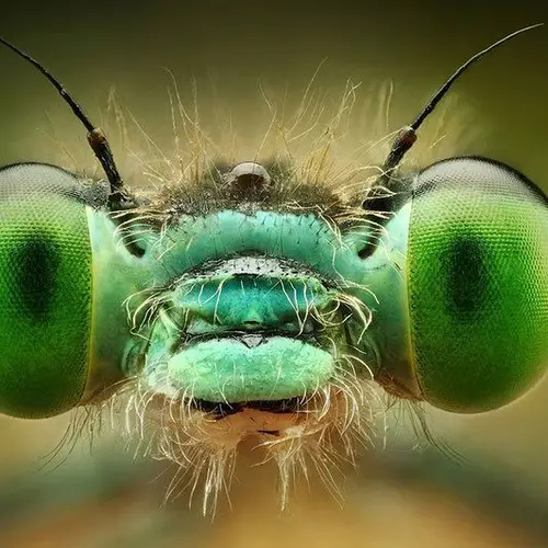50 Incredible Examples Of Macro Photography In Action