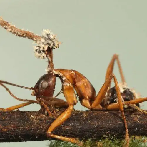 What Is Cordyceps? 23 Disturbing Photos Of The 'Zombie Fungus' And Its Hapless Insect Victims