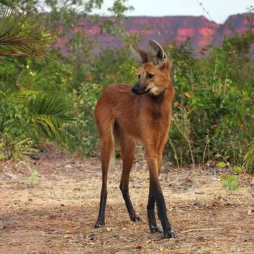 13 Interesting Animals You Didn't Know Existed