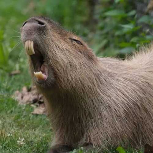 6 Really Weird Pets That You Could Actually Own
