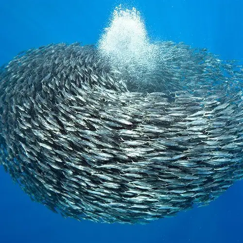 27 Incredible Underwater Pictures of Schooling Fish