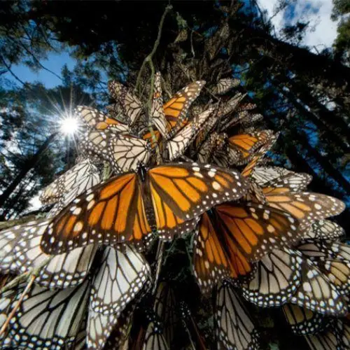 What's Happening To Monarch Butterfly Migration?