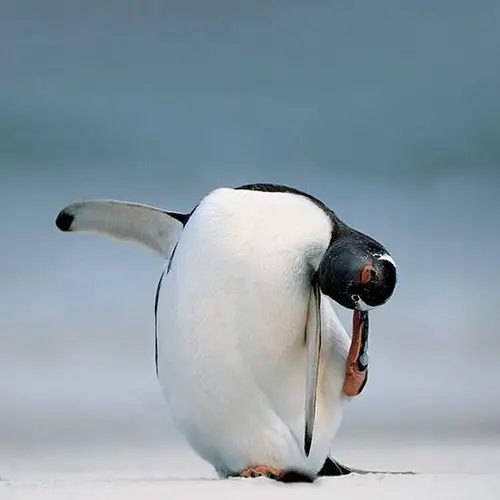 25 Fun Penguin Facts In Honor Of World Penguin Day