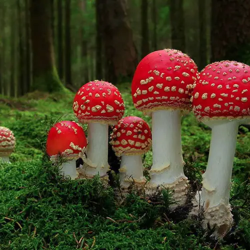 Colorful, Mystical And (Sometimes) Fatal: 31 Photos Of The World's Coolest Mushrooms