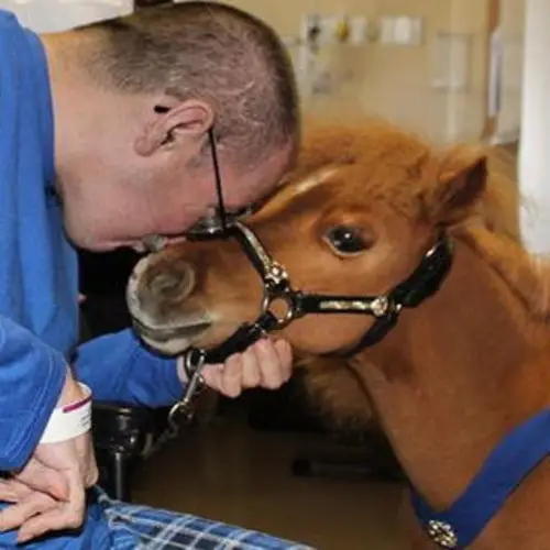 Miniature Therapy Horses And The Science Of Animal-Assisted Healing