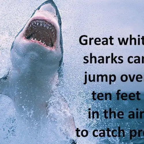 28 Interesting Shark Facts That Reveal The Ocean's Most Dominant Predator