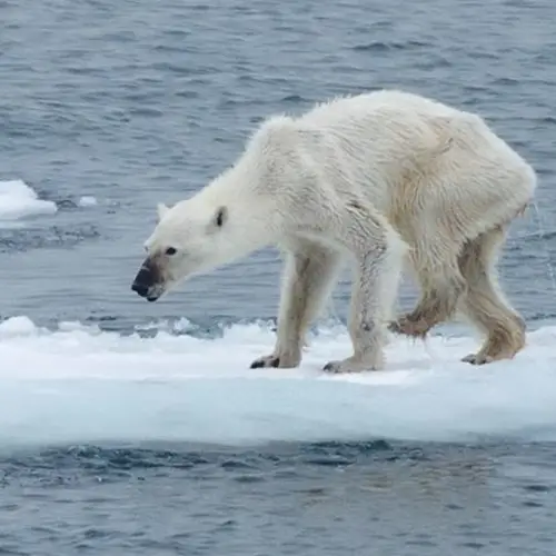 Photo Of The Day: An Emaciated Polar Bear Reveals Its Species' Grim Future