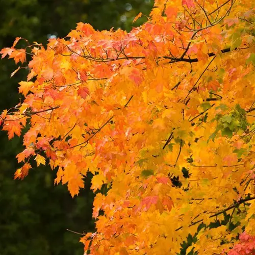The Best Shots Of Fall 2015 From Around The World