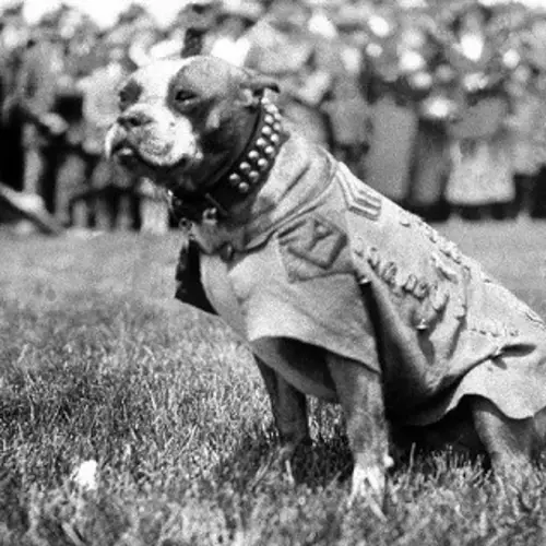 Meet Sergeant Stubby, The Canine Hero Of World War I
