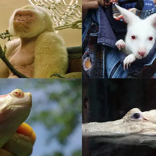 Cute But Challenged: The Difficult Life Of Albino Animals