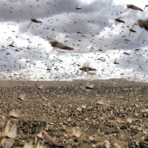 Argentina Is Preparing For The Worst Locust Swarm In 60 Years