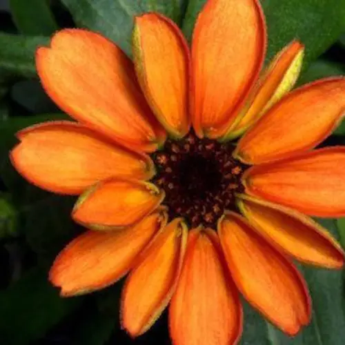 The First Flower Grown In Space Is Another Landmark In Space Exploration