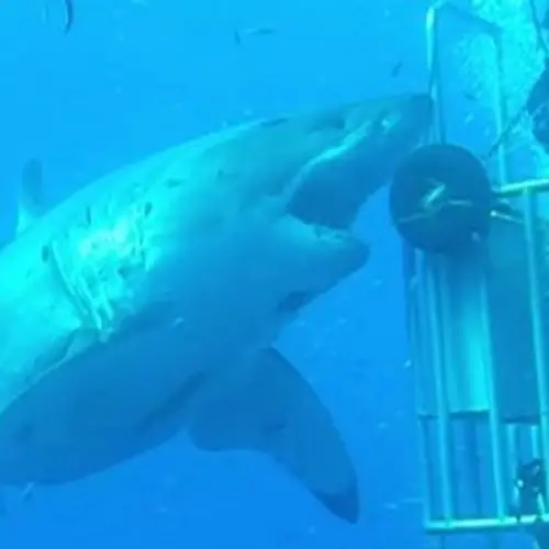 Video Of The Day: New Footage Of The Biggest Great White Shark Ever Filmed