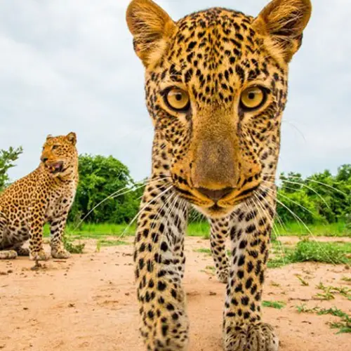 The Breathtaking Wildlife Photography Of Will Burrard-Lucas