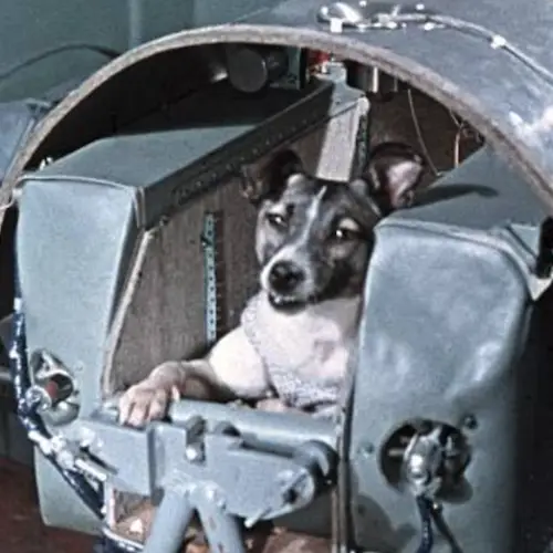 Meet Laika, The Soviet Dog Who Was Forced To Give Her Life For The Space Race