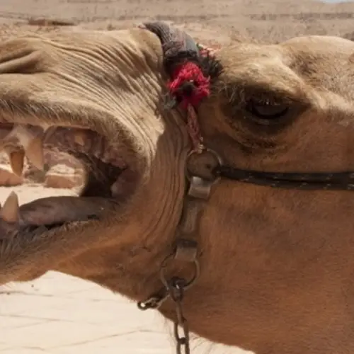 Camel Bites Off Owner's Head After Being Tied Up In Heat All Day