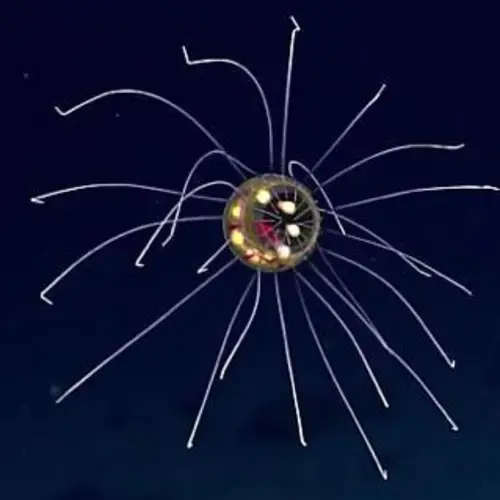 Video Of The Day: A Glowing Jellyfish Discovered in the Deepest Part of the Sea