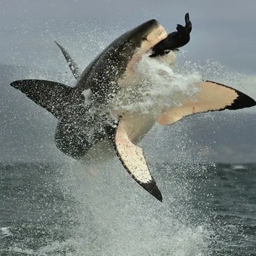 15 Great White Shark Facts That Will Shatter Your Assumptions