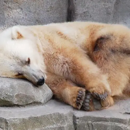 Astounding Grizzly-Polar Bear Hybrid Found In Canada