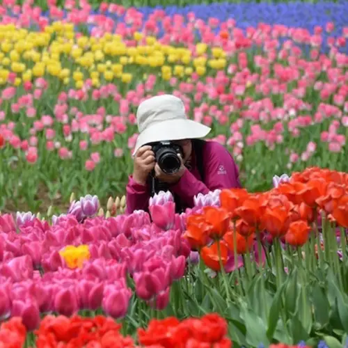 22 Stunning Photos Of Spring Flowers Around The World