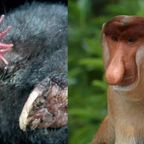 29 Fascinatingly Weird Animals From Around The World
