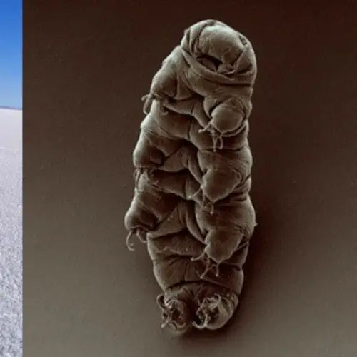 Three Strange Places And Creatures On Earth That Could Prove The Existence Of Alien Life