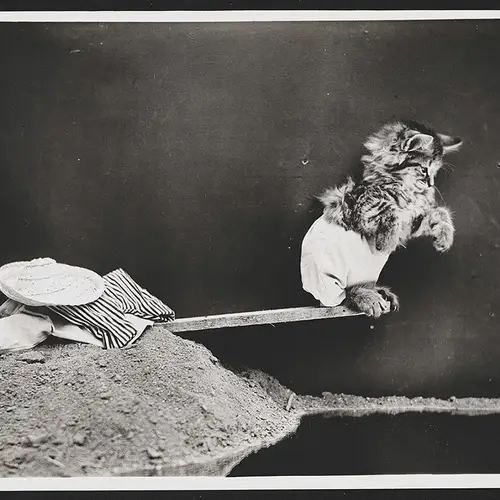 22 Photos That Pioneered Lolcats And Animal Memes A Century Ago