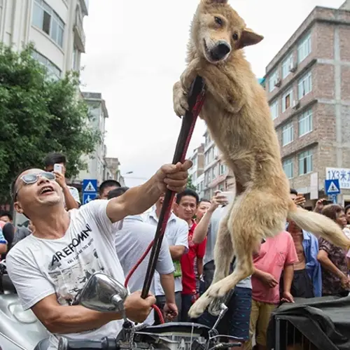 Inside Yulin Festival, China's Controversial Dog Meat Eating Festival