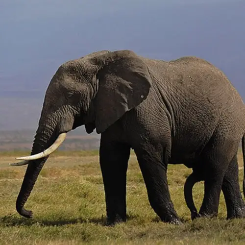 21 Facts To Take You Inside The Life And Mind Of An Elephant