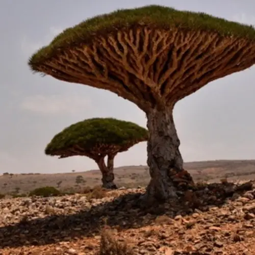 41 Photos That Reveal The Otherworldly Beauty Of Socotra