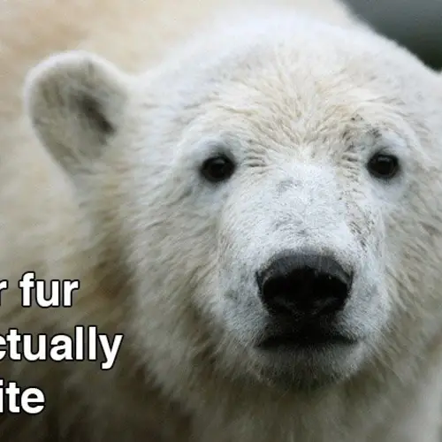 21 Strange But True Polar Bear Facts