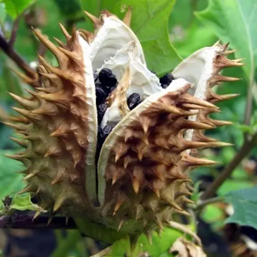Is Devil's Breath The World's Scariest Drug?
