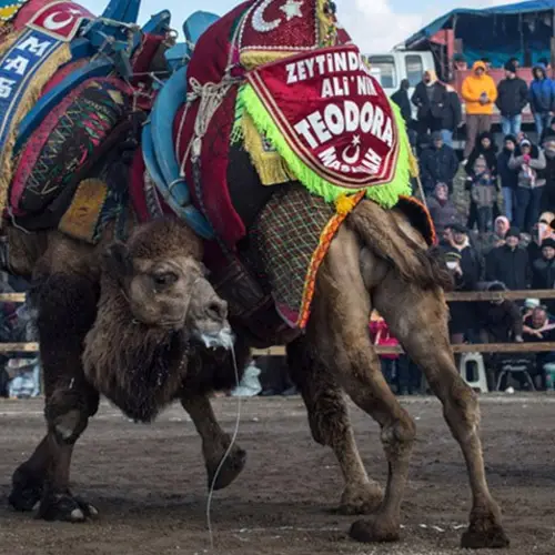 17 Bizarre Scenes From Turkey's Camel Wrestling Festivals