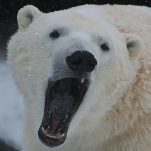 Deadly Two-Week Polar Bear Siege On Remote Russian Base Comes To Dramatic Conclusion