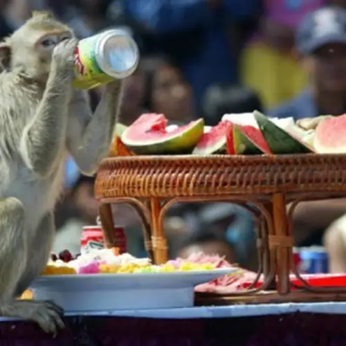 One-Of-A-Kind Scenes From Thailand's Monkey Buffet Festival