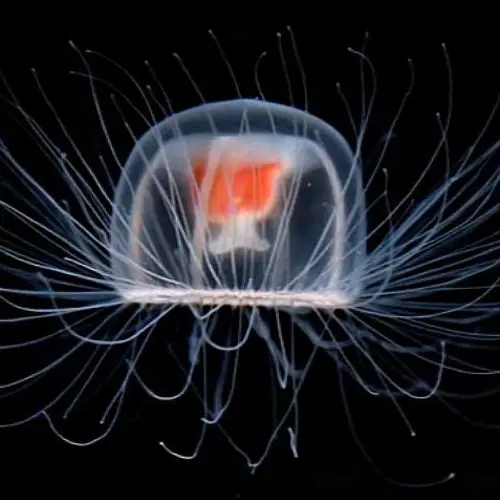 What The Immortal Jellyfish Means For Humankind