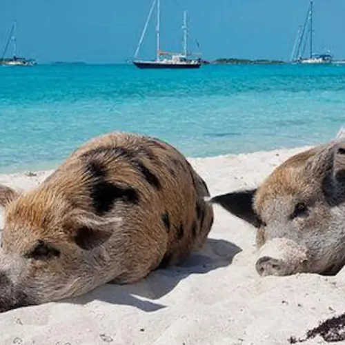 Inside Pig Beach, The Uninhabited Island In The Bahamas Ruled By Swimming Swine