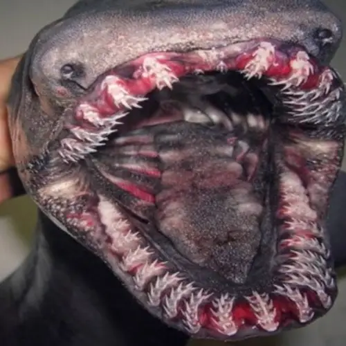 Russian Deep Sea Fisherman Shares Photos Of His Most Bizarre Discoveries