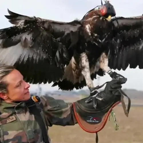 The French Military Is Training Eagles To Take Down Drones