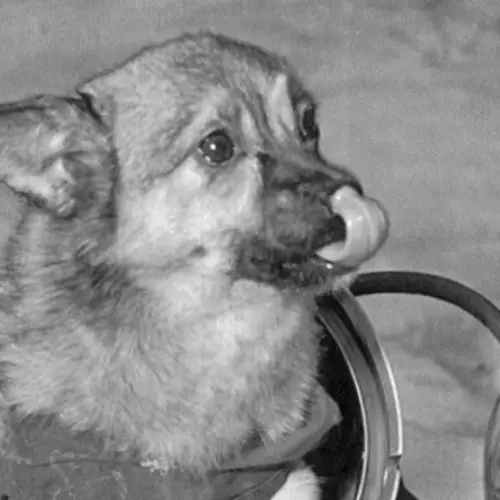 The Incredible Stories Of The First Animals In Space, In 40 Photos