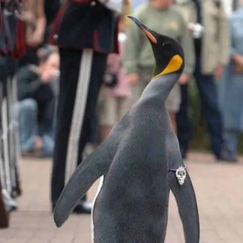 The Colonel-In-Chief Of The Norwegian King's Guard Is A Penguin