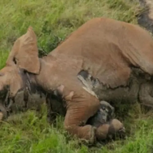 Poachers Poison Rare Giant Tusker Elephant To Death