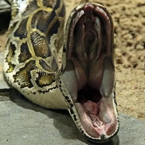 Giant Python Eats Man Alive And Locals Capture The Remains On Camera