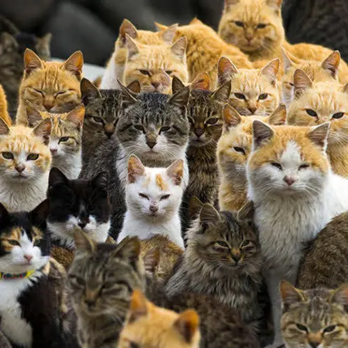Explore Aoshima, Japan's 'Cat Island' That's Been Taken Over By Felines