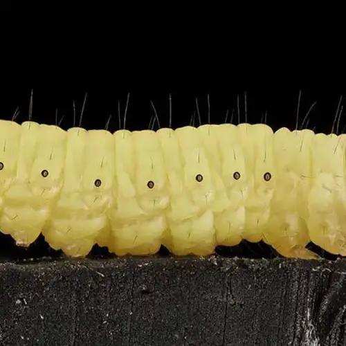 Tiny Caterpillars May Be The Solution To Our Big Plastic Bag Problem, New Research Says