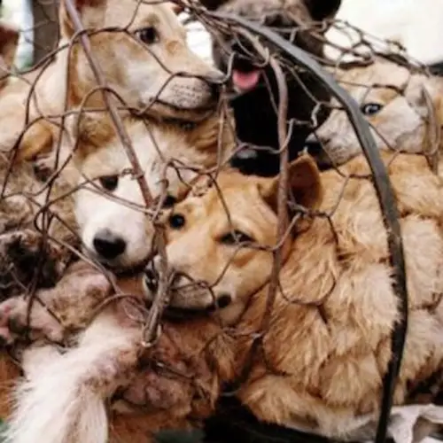 No More Dog Meat Sold At China's Annual Dog Meat Festival, Report Says