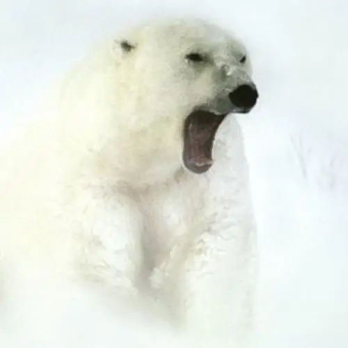 Evidence Of Fabled "King Polar Bear" May Have Just Been Discovered In Alaska