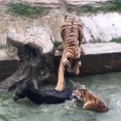 Animal Activists Furious After Live Donkey Fed To Tigers At Chinese Zoo (VIDEO)