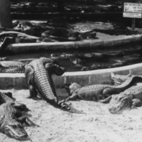 33 Unbelievable Vintage Photos From The Heyday Of Alligator Farms