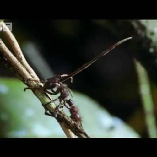 13 Fascinating Photographs Of Cordyceps And The Killer Fungus' Insect Hosts